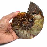 Ammonite sciée polie