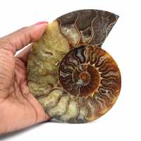 Ammonite fossilisée polie