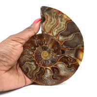 Ammonite fossile de Madagascar