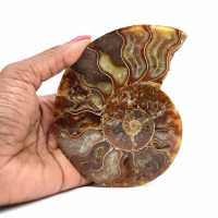 Fossile d'ammonite une pièce