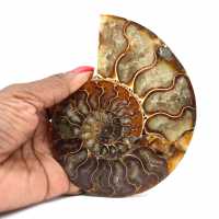 Ammonite fossile polie de Madagascar