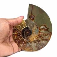 Ammonite