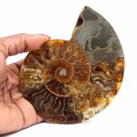 Ammonite fossilisée polie