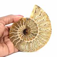 Ammonite fossile de Madagascar