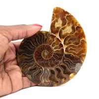 Fossile d'ammonite une pièce