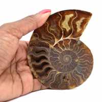 Ammonite fossile polie de Madagascar