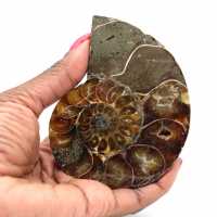 Ammonite fossilisée