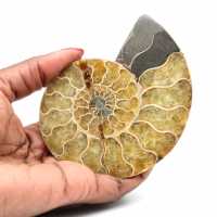 Ammonite de Madagascar