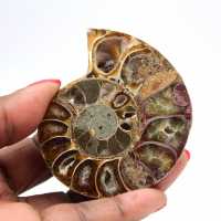 Ammonite fossile de Madagascar