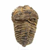 Trilobite fossile du Maroc