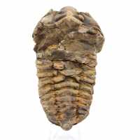 Trilobite du Maroc