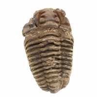 Trilobite brut du Maroc