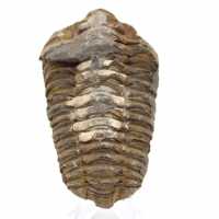 Trilobite du Maroc