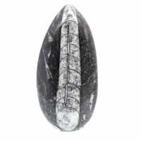 Orthocéras fossile du Maroc