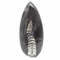 Orthocéras fossile