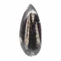 Orthocéras fossile du Maroc