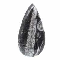 Orthocéras fossile
