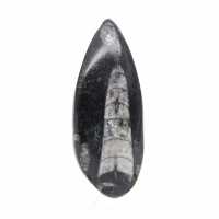 Orthocéras fossile