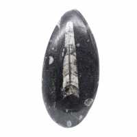 Orthocéras fossile du Maroc