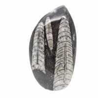 Orthocéras fossile