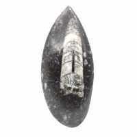 Orthocéras fossile du Maroc