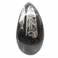 Orthocéras fossile