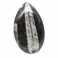 Orthocéras fossile