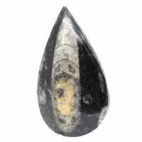 Orthocéras fossile