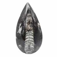 Orthocéras fossile du Maroc