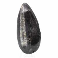 Orthocéras fossile