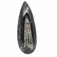 Orthocéras fossile du Maroc