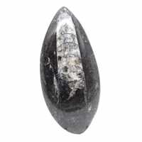 Orthocéras fossile du Maroc