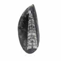 Orthocéras fossile