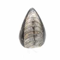Orthocéras fossile du Maroc