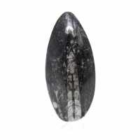 Orthocéras fossile
