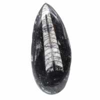Orthocéras fossile du Maroc
