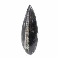 Orthocéras fossile
