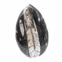 Orthocéras fossile du Maroc