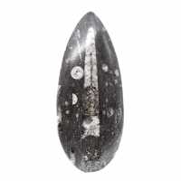 Orthocéras fossile