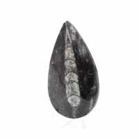 Orthocéras fossile