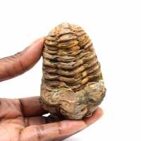 Trilobite fossile