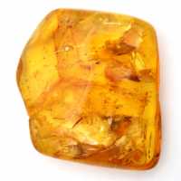 Pierre d'Ambre jaune de la Baltique – Galet pour Collection