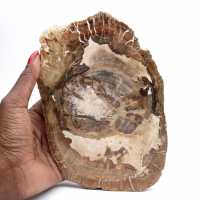 Ornement bois pétrifié tranche polie, pièce de collection, Madagascar Ornement bois pétrifié tranche polie, pièce de collection, Madagascar