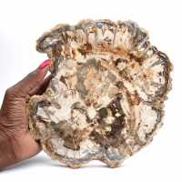 Fossile bois pétrifié, grande tranche polie, ornement décoratif, Madagascar Fossile bois pétrifié, grande tranche polie, ornement décoratif, Madagascar