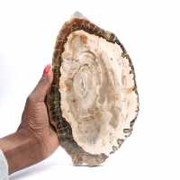 Bois pétrifié (tranche), pièce de collection polie, fossile de Madagascar Bois pétrifié (tranche), pièce de collection polie, fossile de Madagascar