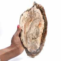 Bois fossilisé tranche polie, spécimen décoratif de prestige, Madagascar Bois fossilisé tranche polie, spécimen décoratif de prestige, Madagascar