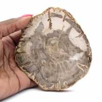 Mini tranche de bois pétrifié poli, petit fossile de collection, Madagascar Mini tranche de bois pétrifié poli, petit fossile de collection, Madagascar