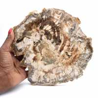 Grande tranche de bois fossilisé poli, ornement unique, Madagascar Grande tranche de bois fossilisé poli, ornement unique, Madagascar