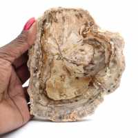 Petit spécimen bois pétrifié poli, tranche fossile décorative, Madagascar Petit spécimen bois pétrifié poli, tranche fossile décorative, Madagascar