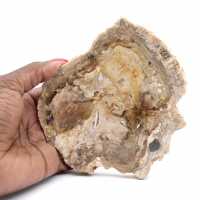 Petit ornement bois pétrifié poli, tranche fossile d'histoire, Madagascar Petit ornement bois pétrifié poli, tranche fossile d'histoire, Madagascar